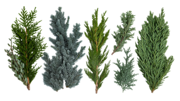 Collection of Conifer Branches on Black Background, cut out transparent png