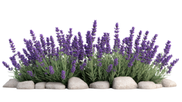 Lavender blooms in a tranquil garden setting, cut out transparent png