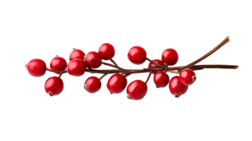 Red berries branch on black background detail, isolated cutout transparent png