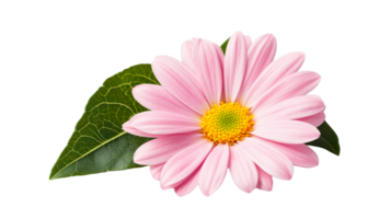 Pink daisy, beautiful petals, green leaf, vibrant center, cut out transparent png