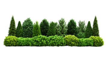Green hedge with various conifers and bushes, cut out transparent png