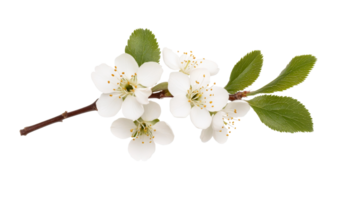 Plum blossoms and green leaves branch on black backdrop, cut out transparent png