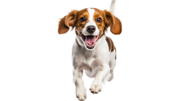 Dog running towards camera with a cheerful expression, cut out transparent png