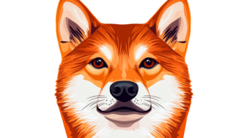 Shiba Inu dog with orange fur looks directly at the viewer, cut out transparent png