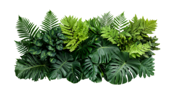 Lush Green Foliage with Ferns and Monstera, cut out transparent png