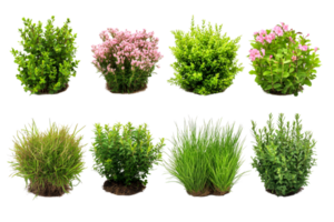 Assorted shrubbery in neat rows, various plants, vegetation, cut out transparent png