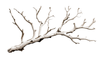 Bleached branch, dry tree with bare twigs on dark background, cut out transparent png