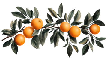 Branch of ripe oranges and leaves, isolated, decorative design element, cut out transparent png