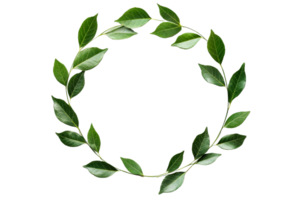 Green leaves wreath frame on black background, decoration, cut out transparent png
