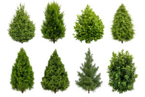 Assorted green trees, shrubs collection, isolated on black, cut out transparent png