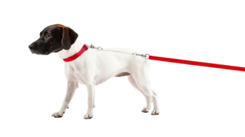 Dog with red leash standing on transparent background png