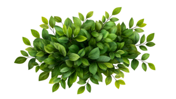 Green lush bush isolated on background, cutout transparent png