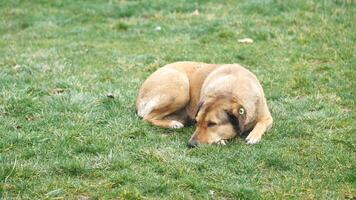 Dog resting peacefully on grass in a sunny park setting video