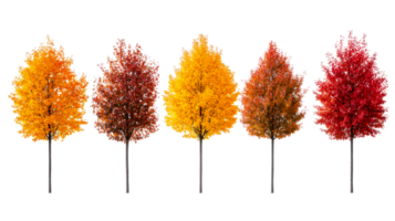 Row of trees in autumn colors showing the seasonal change, cut out transparent png