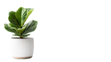Stylish Fiddle Leaf Fig in Textured Pot, cut out transparent png