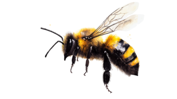 Bumblebee with Watercolor Texture, Pollinator in Flight, cut out transparent png
