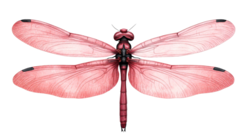 Pink dragonfly with veined wings, insect illustration, nature artwork, cut out transparent png