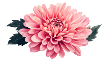 Pink dahlia flower with leaves on black background, cut out transparent png