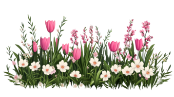Lush Flowerbed Border with Tulips and White Blossoms, cut out transparent png