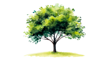 Tree with green foliage on black backdrop, isolated drawing, cut out transparent png