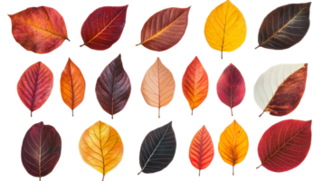 Autumn Leaves Collection Colorful Set Isolated Background, cut out transparent png