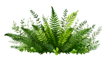 Botanical illustration with ferns and eucalyptus, cut out transparent png