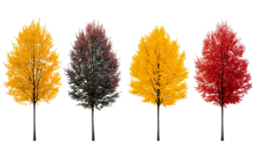 Autumn trees with colorful foliage in a row, cut out transparent png