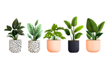 Indoor plants collection with different pots, cut out transparent png