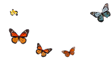 Assortment of Colorful Butterflies Isolated on Black Background, cut out transparent png