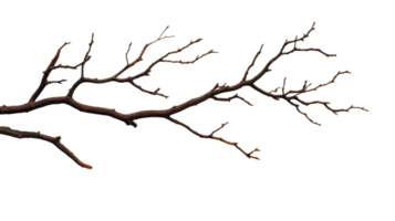 Intricate dry tree branch on transparent background png