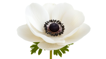 White anemone flower with dark center against transparent background png