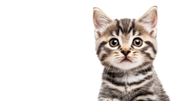 Kitten portrait with a tabby pattern, eyes fixed on the camera, cut out transparent png