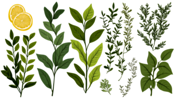 Lemon slices, leaves, and botanical elements, a lush collection, cut out transparent png