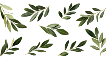 Green olive branches with leaves on black background, cut out transparent png