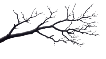 Bare tree branch silhouette, dark, twisted limb, intricate twig design, cut out transparent png
