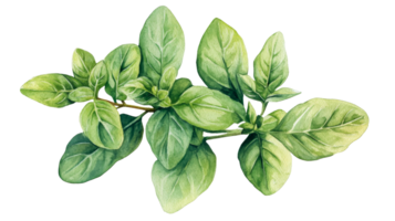 Oregano twig with green leaves, watercolour, cut out transparent png