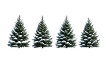 Four fir trees covered with snow standing in a row, cut out transparent png
