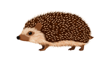 illustration of an adult European hedgehog, cut out transparent png