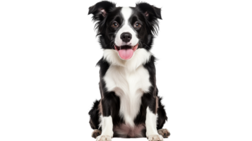 Energetic Border Collie portrait with open mouth, cut out transparent png