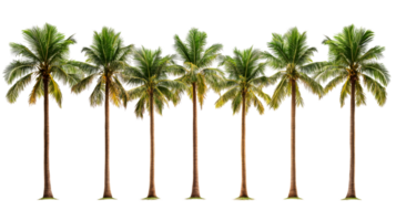 Row of vibrant coconut palm trees against black background, cut out transparent png