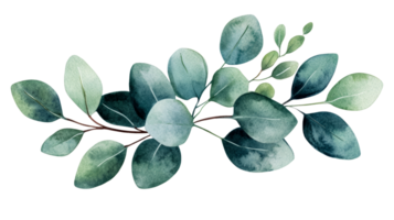 Eucalyptus sprig on a black background, botanical foliage, cut out transparent png