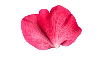 Magenta flower petal, delicate veins, close-up beauty, artistic element, cut out transparent png