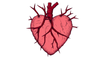 Anatomical heart with red vessels and thorns, cut out transparent png