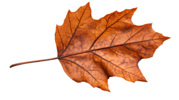 Autumn maple leaf with intricate veins and patterns, cut out transparent png