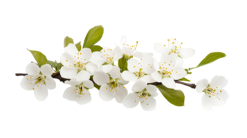 Branch of blooming plum flowers, isolated cutout transparent png