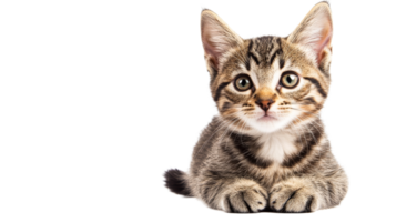 Adorable tabby kitten looking forward, cut out transparent png