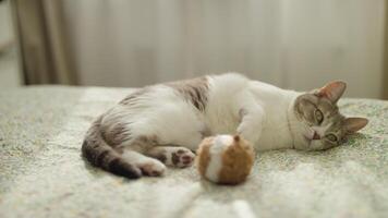Lazy Cat Lounging with Toy on Bed video