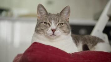 Grumpy Looking Cat Relaxing on Red Cushion video