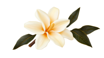Magnolia bloom with leaves isolated on a black background, cut out transparent png