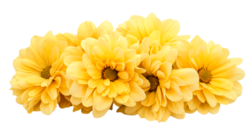 Group of yellow dahlias with black background, cut out transparent png
